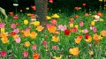 Tulipes Terrain Fleurs Peinture à l’Art